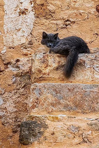 Cat atop old stone steps. Greece, Crete, Chania, Old Town. Art Print